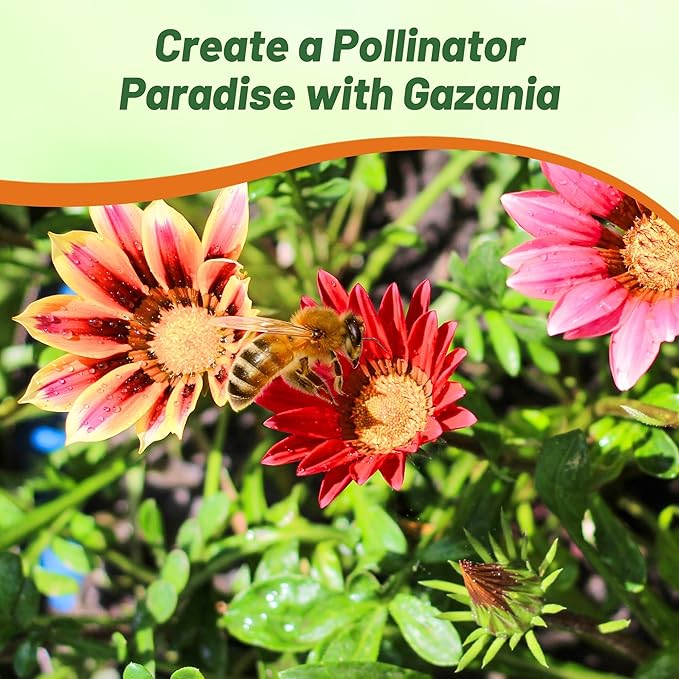 Outsidepride New Day Bright Mixed Gazania Seeds for Planting – 25 Pcs Perennial, Low-Maintenance, Drought-Tolerant Ground Cover Seeds for Vibrant Summer & Fall Flowers, Great for Outdoor Gardens