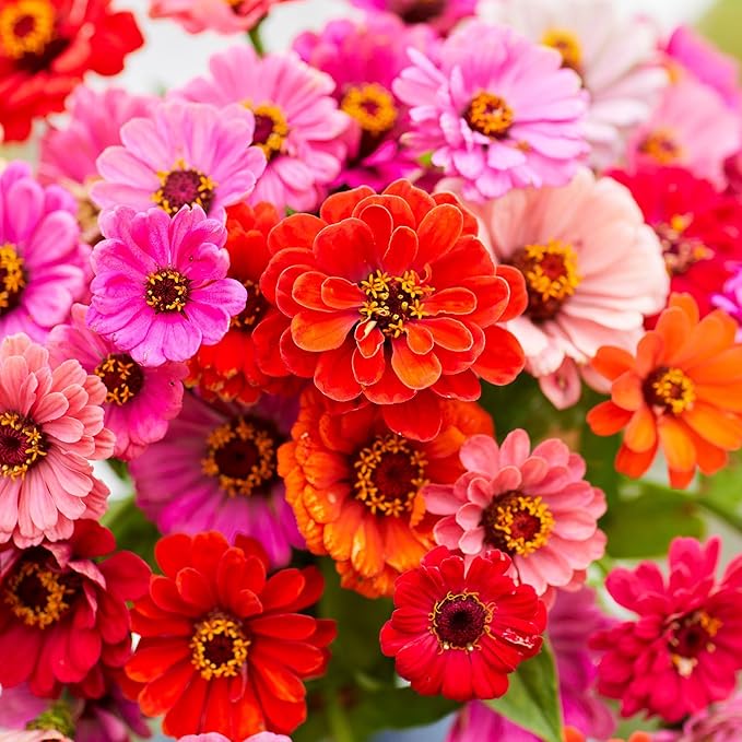 Eden Brothers Zinnia Seeds - Dahlia Flowered Mix, Non-GMO Seeds for Planting, 1 oz | Low-Maintenance Flower Seeds, Plant During Spring, Zones 3, 4, 5, 6, 7, 8, 9, 10