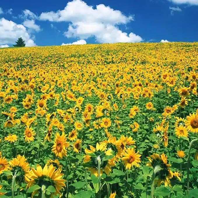 Mixrug Mix Sunflower Seeds to Plant, 100+pcs Rare Perennial Sunflower Flower Seeds for Planting, Non-GMO Heirloom Flowers Plants Attracts Pollinators for Home Garden Outdoors
