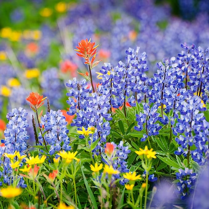 Created By Nature Wyoming Wildflower Seed Mix, 14 Flower Varieties, 53,000 Seeds