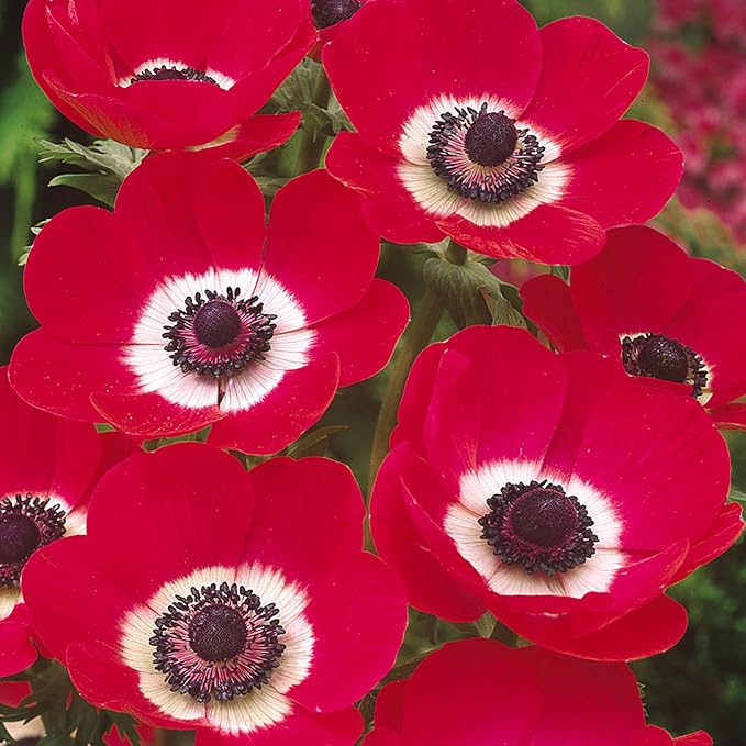 100+Perennial Anemone Flower Seeds for Planting- Non-GMO Jerusalem Anemone Hupehensis Windflowers Seeds Ornamental Attracts Pollinators