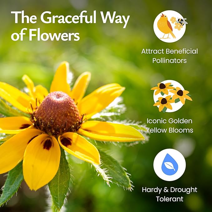 Created By Nature Black-Eyed Susan Wildflower Seeds, 55,000 Non-GMO Yellow Daisy Seeds
