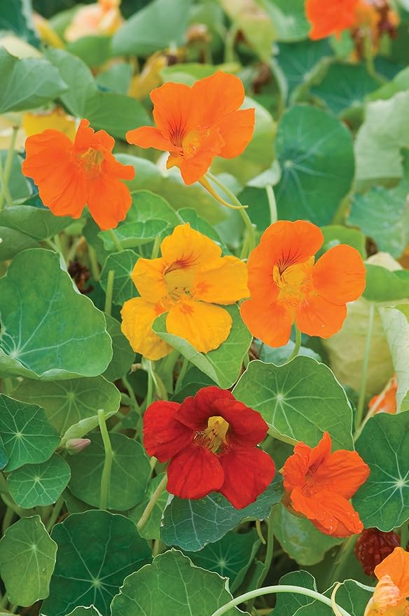 Burpee Double Gleam Mixed Colors Nasturtium Seeds 50 seeds
