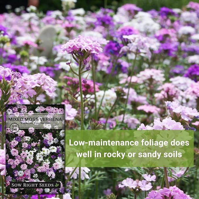 Sow Right Seeds - Mixed Moss Verbena (Verbena tenuisecta) Flower Seeds for Planting - Excellent Ground Cover - Non-GMO Heirloom Seeds - Creeping Perennial - Multicolor Blooms - Attract Pollinators