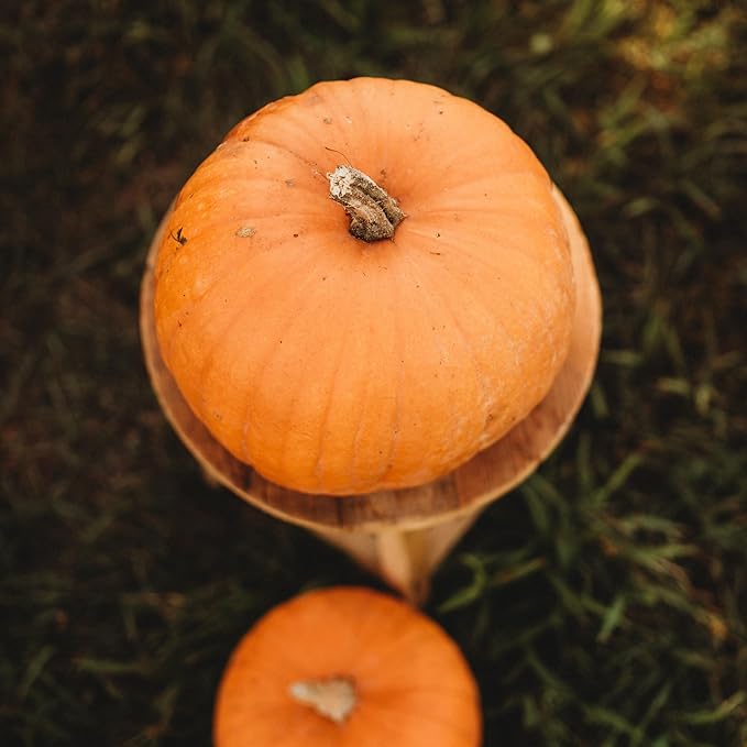 Montana Jack Pumpkin - 25 Seeds - Short Season Pumpkin Variety, Non-GMO Heirloom Pumpkin Seeds for Planting in The Home Garden, Thresh Seed Company
