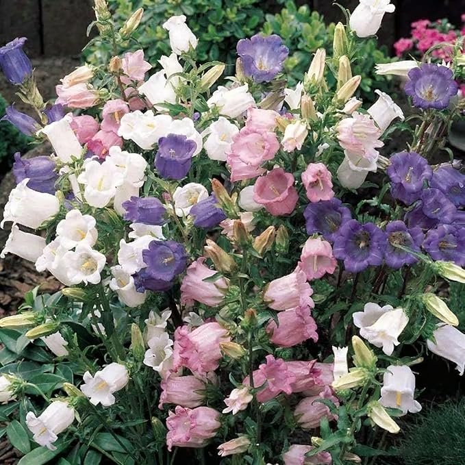 300+ Campanula Canterbury Bells Flower Seeds for Planting, Mixed Color Campanula Flower Seed, Biennial Non-GMO Beautiful Flower Seed for Small Garden Border, Home Outdoor