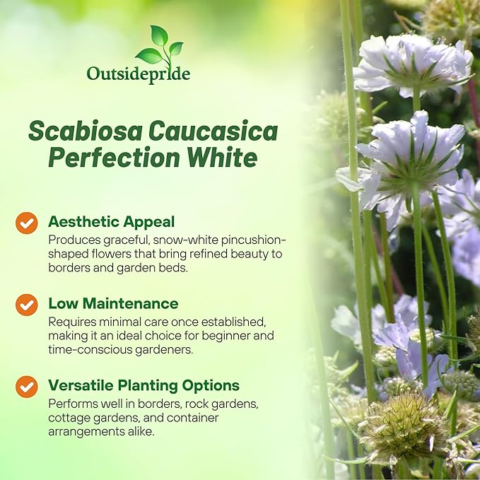 Outsidepride Perfection White Scabiosa Seeds - 200 Pcs Perennial Pincushion Flower Seeds That Attract Pollinators, Upright & Neat Growth Habit for Small Gardens, Borders, Containers, & Xeriscaping