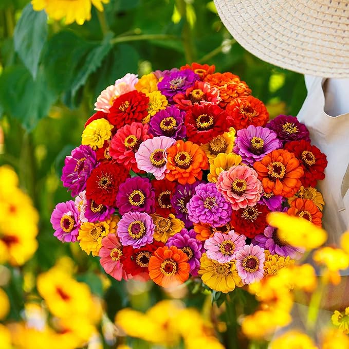 Eden Brothers Zinnia Seeds - California Giants Mix, Non-GMO Seeds for Planting, 1/4 lb | Low-Maintenance Flower Seeds, Plant During Spring, Zones 3, 4, 5, 6, 7, 8, 9, 10