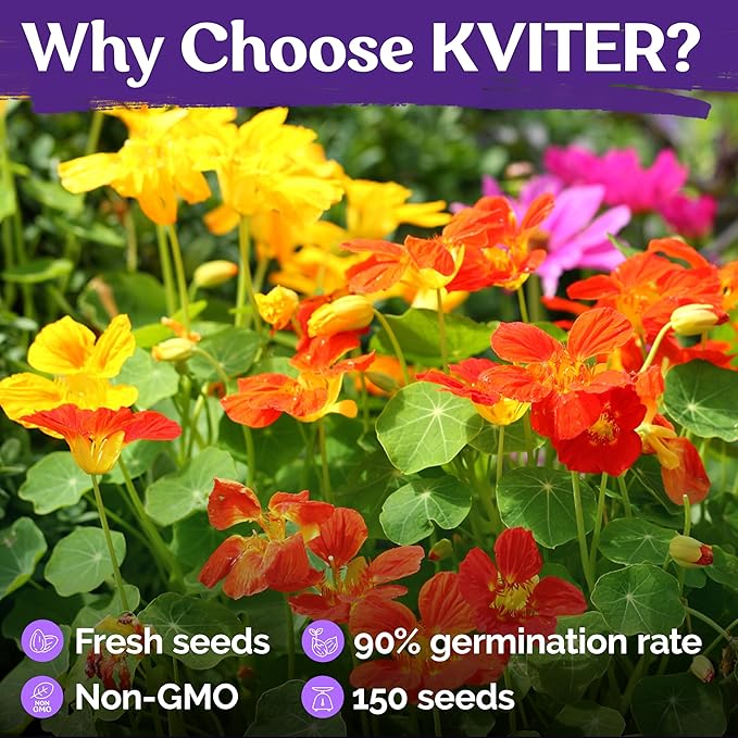 KVITER 150 Mix Jewel Nasturtium Seeds for Planting Outdoors (Tropaeolum Nanum), 2 Pack — Heirloom & Organic Seed Packet — Edible Flower Seeds to Plant Outside & Inside in Garden, Containers