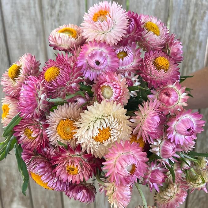 1500+ Mixed Color Strawflower Seeds Annual Strawflower Seeds for Planting Non-GMO Seeds Ornamental Flowering Plant High Germination Rate Beautiful Potted Plants