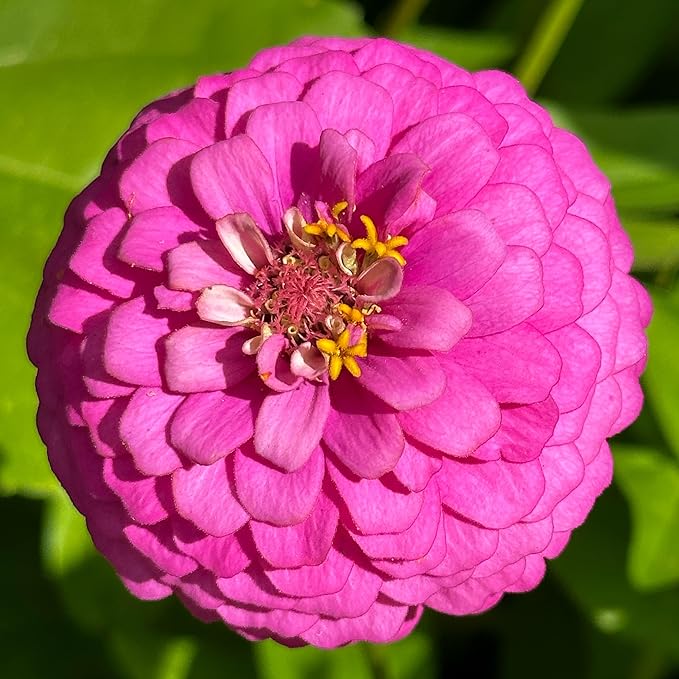 The Old Farmer's Almanac Zinnia Seeds (Dahlia Mix) - Approx 200 Flower Seeds - Premium Non-GMO, Open Pollinated, USA Origin