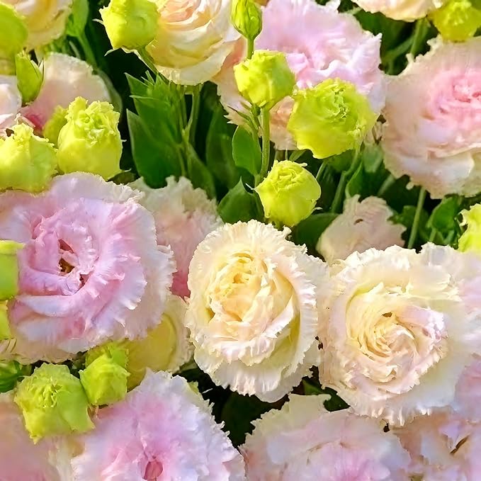Lisianthus Flower Seeds for Planting, 200 Mix Color Annual Lisianthus Seeds, Non-GMO Thornless Lisianthus Flowers Seed for Home Garden Outdoor