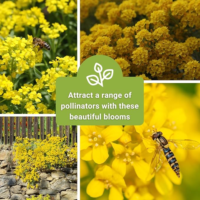 Sow Right Seeds - Sweet Alyssum Basket of Gold Flower Seeds for Planting - Perennial Garden Flowers - Easy to Grow Fragrant Blooms - Ideal for Borders and Containers - Attract Pollinators (4)