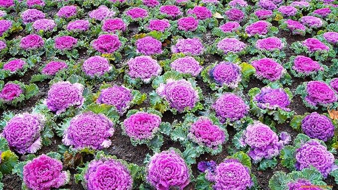 Seeds Vegetable Flowering Kale Mix (Ornamental Cabbage) Fringed - 50-100 Seeds