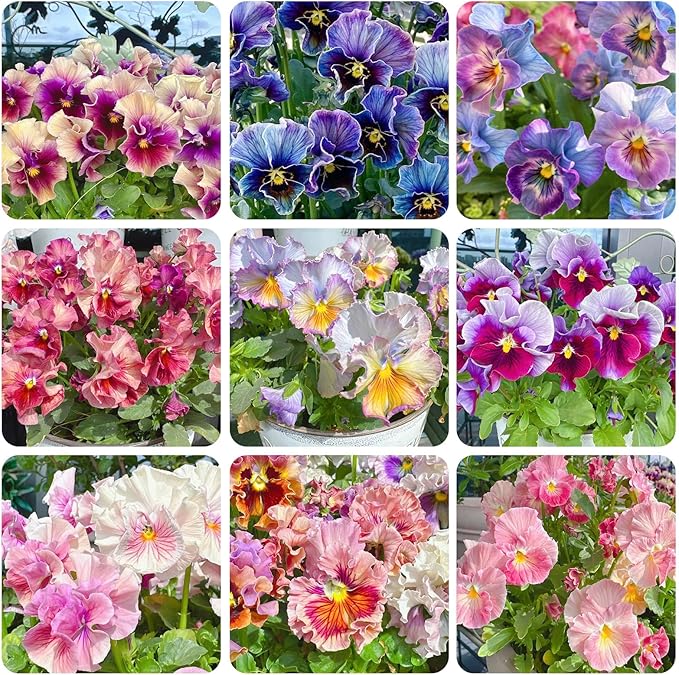 200+ Perennial Viola Philippica Violet Flower Seeds for Planting-Beautiful Herba Violae Flower