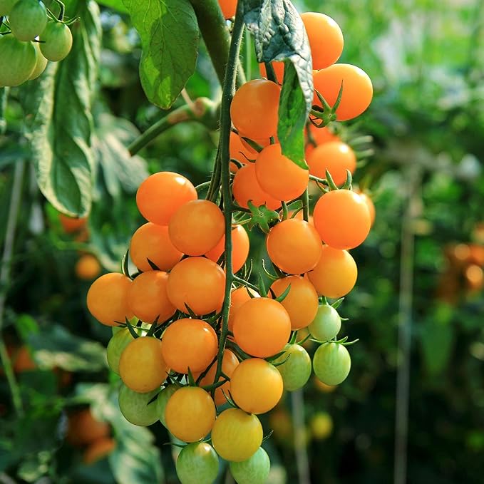 Tomato Seeds - Gold Nugget - 1 Oz ~7,500 Seeds - Solanum lycopersicum - Farm & Garden Vegetable Seeds - Non-GMO, Heirloom, Open Pollinated, Annual