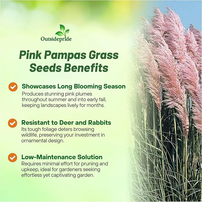 Outsidepride Pink Pampas Grass Seeds – 2,000 Pcs. Perennial, Drought-Tolerant Ornamental Grass for Large Garden Borders, Privacy Landscaping, Xeriscaping, and Low-Maintenance Outdoor Spaces