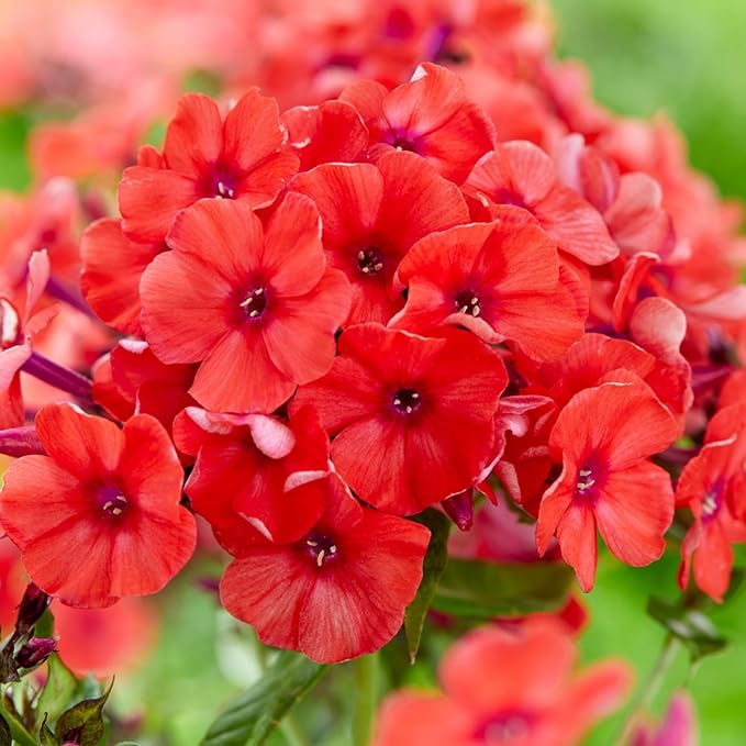 1000+ Creeping Phlox Seeds for Planting - Bright Mixed Phlox Seeds Creeping Perennial Ground Cover Plants - Annual Flower for Home and Garden