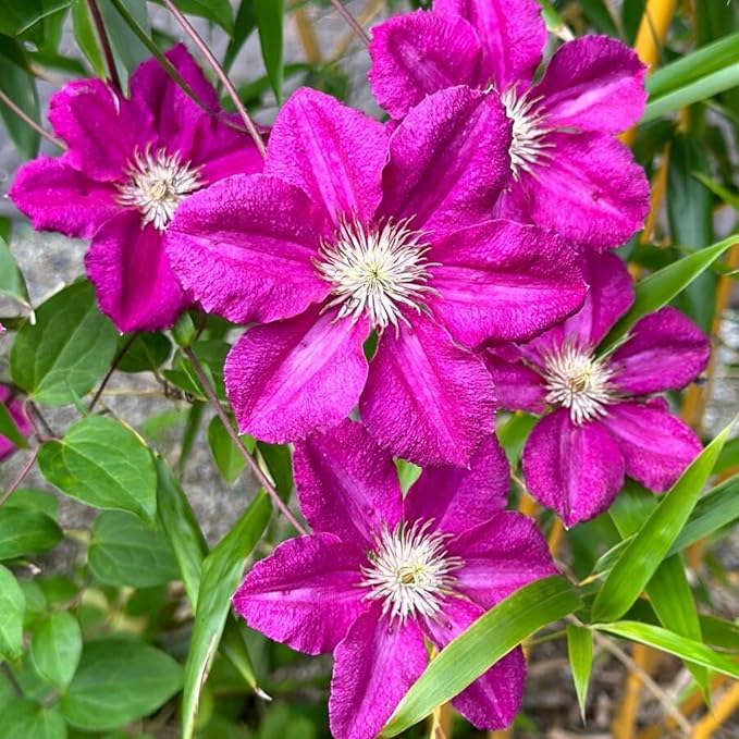 100+ Clematis Seeds for Planting - Rare Bloom Climbing Clematis Non-GMO, Heirloom Seeds Perennial Flower Garden Flower
