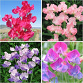 500+Mixed Sweet Pea Seeds for Planting Outdoors-Perennial Ornamental Flower Planting for Garden Container