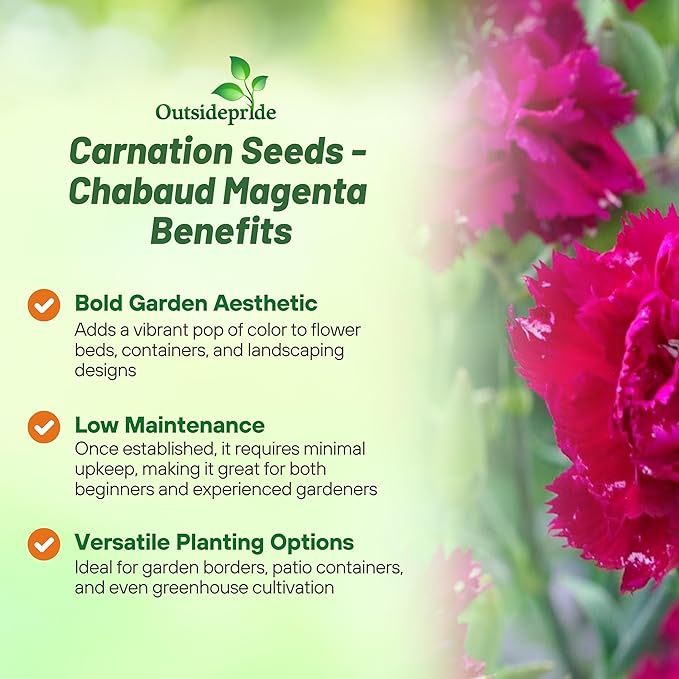 Outsidepride Magenta Carnation Seeds - 2000 Pcs Perennial, Easy to Grow Flower Seeds for Planting with Fragrant Blooms, Ideal for Pollinators, Cutting Gardens, Bouquets, & Floral Arrangements