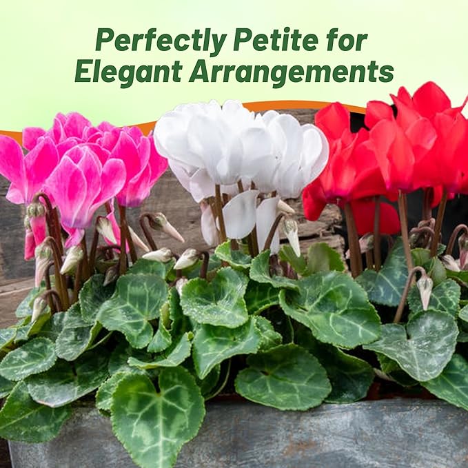 Outsidepride Persicum Cyclamen Seeds - 100 Pcs Compact, Annual Flowering House Plants with Attractive Blooms & Foliage, for Shaded Garden Areas, Small Spaces, Containers, Indoors & Outdoors