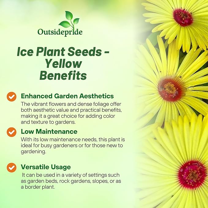 Outsidepride Gelato Yellow Ice Plant Seeds - 5000 Pcs Perennial, Drought Tolerant Ground Cover Seeds for Planting Vibrant Trailing Blooms, Ideal for Sunny Gardens & Xeriscape Landscaping
