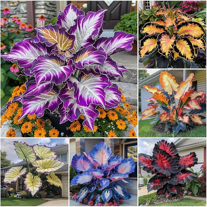 310+ Mixed Color Hosta Seeds for Planting Outdoors – Perennial Shade-Tolerant Foliage Plants with Heart-Shaped Leaves, Rich Texture and Strong Seasonal Presence