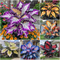 310+ Mixed Color Hosta Seeds for Planting Outdoors – Perennial Shade-Tolerant Foliage Plants with Heart-Shaped Leaves, Rich Texture and Strong Seasonal Presence