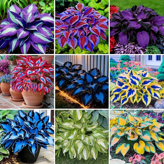 300PCS Hosta Seeds for Planting – Shade-Loving Perennial Foliage Plant – Ideal for Shady Gardens, Borders & Ground Cover Landscaping