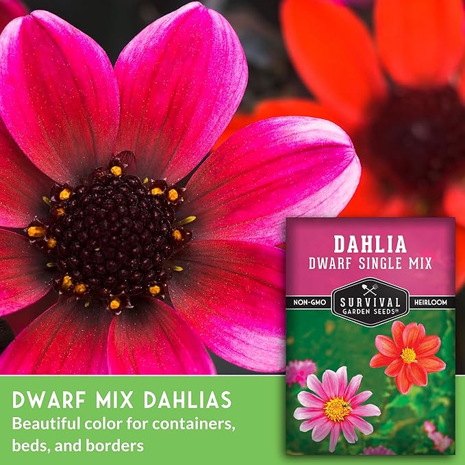 Dwarf Single Mix Dahlia Seeds for Planting - Compact Colorful Blooms for Beds, Borders & Containers - Easy-Grow Flower Variety - Heirloom Non-GMO - Survival Garden Seeds (2 Packs)