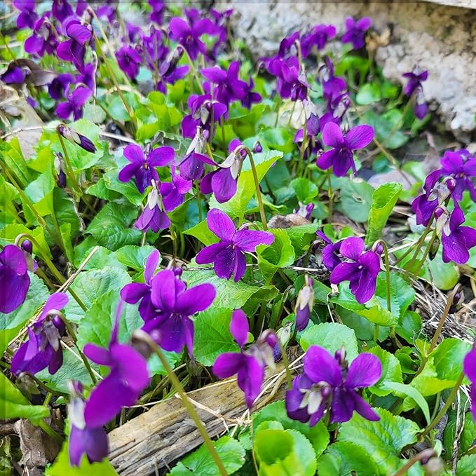 300+ Perennial Sweet Violet Flower Seeds for Planting Outdoors Non-GMO Heirloom