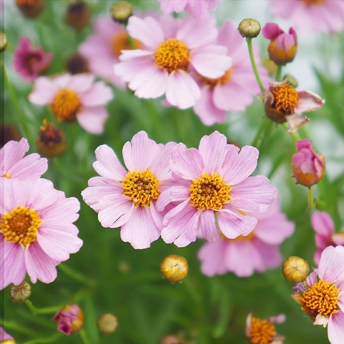 200+Coreopsis Flower Seeds for Planting Outdoor- Perennial Coreopsis Plains Seeds Plant to Wildflower Garden- Non-GMO Heirloom