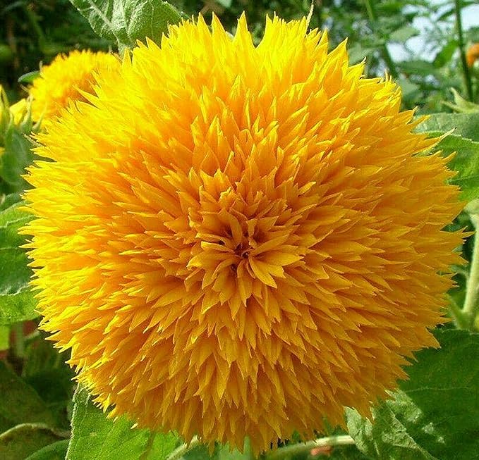 Dwarf Sunflower Seeds for Planting - Grow Teddy Bear Sun Flowers in Your Garden - 25 Non GMO Heirloom Seeds - Full Planting Instructions for Easy Grow - Great Gardening Gifts (3 Packets)