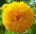 Dwarf Sunflower Seeds for Planting - Grow Teddy Bear Sun Flowers in Your Garden - 25 Non GMO Heirloom Seeds - Full Planting Instructions for Easy Grow - Great Gardening Gifts (3 Packets)