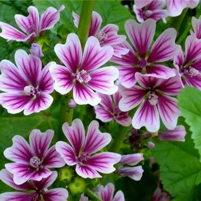 500+ Malva Seeds for Planting, Perennial Purple Malva Sylvestris Seed, Non-GMO Heirloom Mallow Flower Seeds for Home Garden Outdoor