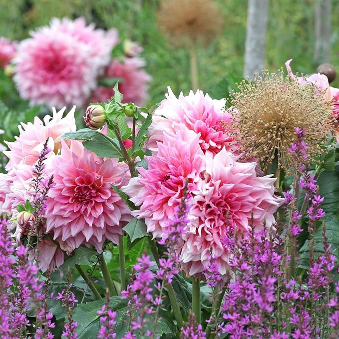 Eden Brothers Dahlia Bulbs (Dinnerplate) - Ottos Thrill, Non-GMO Bulbs for Planting, 4 Bulbs | Low-Maintenance Flower Bulbs, Plant During Spring, Zones 8, 9, 10, 11