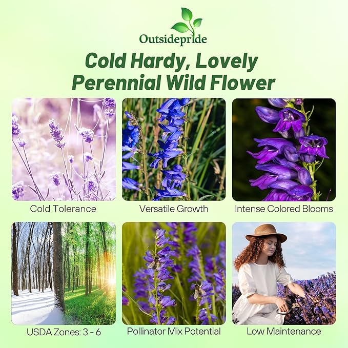 Outsidepride Penstemon Seeds - 1/4 Lb. Perennial, Drought-Tolerant & Pollinator Friendly, Strictus Rocky Mountain Wildflower Seeds for Planting with Vibrant Blue-Violet Blooms, Ideal for Xeriscaping