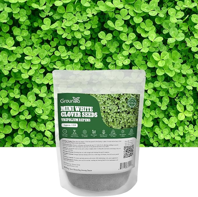 Groundio Mini White Clover Seeds 1LB, 4-6 inch Tall Perennial Dwarf Dutch Clover Trifolium Repens, Low-Maintenance, Ground Cover Small Green Leaf, Nitro Coated and Inoculated, USDA Zones 3-10