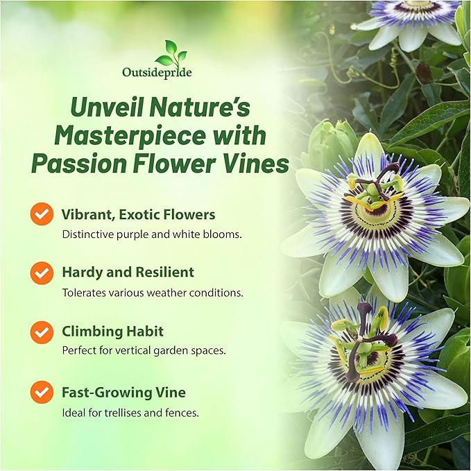 Outsidepride Passion Flower Seeds - 100 Pcs. Perennial, Fast-Growing & Pollinator Friendly, Flower Seeds for Planting Tall, Fragrant & Vibrant Star-Shaped Blooms for Trellises, Fences & Arbors