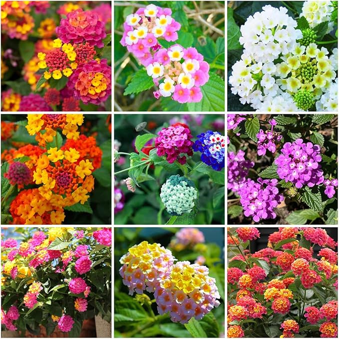 300+ Lantana Flower Seeds for Planting,Perennial Mix Lantana Camara Flowers Seeds to Plant-Non-GMO Heirloom Mixed Color Flower Seed for Home Garden Outdoors