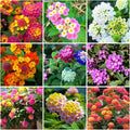 300+ Lantana Flower Seeds for Planting,Perennial Mix Lantana Camara Flowers Seeds to Plant-Non-GMO Heirloom Mixed Color Flower Seed for Home Garden Outdoors