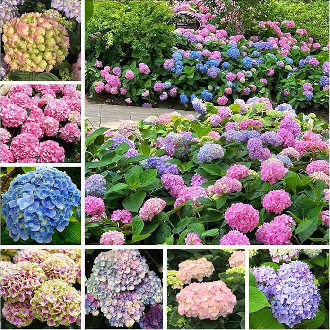 150+ Mixed Hydrangea Seeds for Planting Flowers Bush Plants Garden Decor Home Perennial Flower Plant Wedding Outdoor Garden