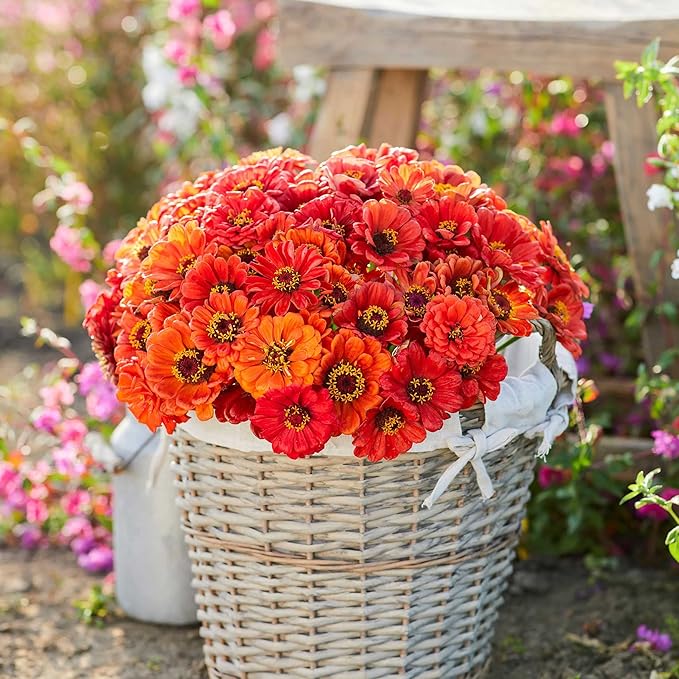 Eden Brothers Zinnia Seeds - Oriole, Non-GMO Seeds for Planting, 1 oz | Low-Maintenance Flower Seeds, Plant During Spring, Zones 3, 4, 5, 6, 7, 8, 9, 10