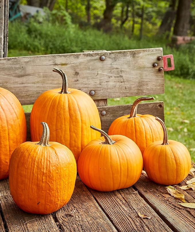 Burpee Connecticut Pumpkin Seeds 50 seeds