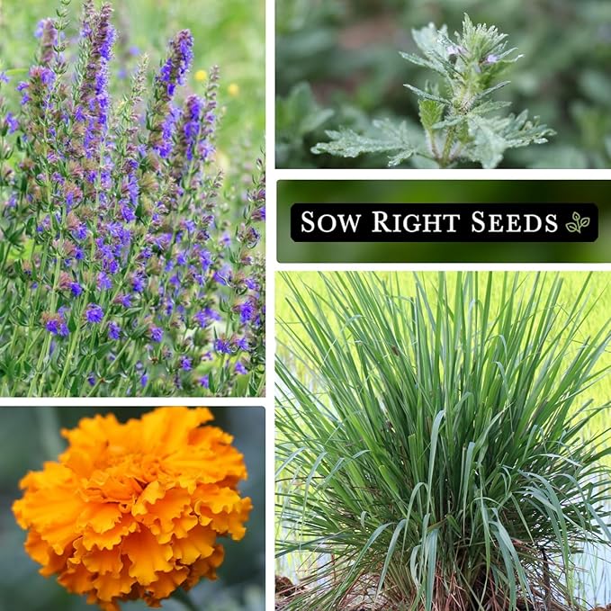 Sow Right Seeds - Insect & Pest Repellent Seed Collection for Planting - Lavender, Catnip, Marigold, Hyssop & Lemon Grass - 5 Packets with Instructions for Home Garden - Natural Pest Solution
