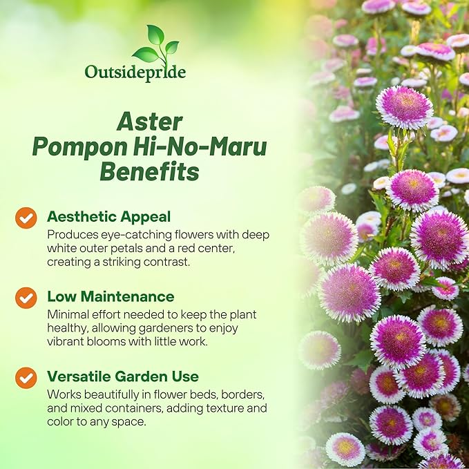 Outsidepride Tall Pompon Hi-no-Maru Aster Seeds - 2000 Pcs. Annual, Hardy & Pollinator Friendly Flower Seeds for Planting Vibrant Disc-Shaped White-Red Blooms, Ideal for Meadows & Aesthetic Gardens