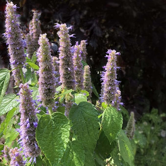 Organic Anise Hyssop, Licorice Mint Seeds (Agastache foeniculum) 500 Seeds (0.2 Grams) - Lavender Mint, Agastache, Agastache Hyssop Seeds for Planting by Smoke Camp Crafts