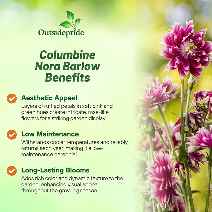 Outsidepride Nora Barlow Columbine Seeds - 2000 Pcs Perennial, Easy to Grow Flower Seeds for Planting, Suitable for Pollinator-Friendly Garden, Cut Floral Arrangements, Ground Covers, or Borders