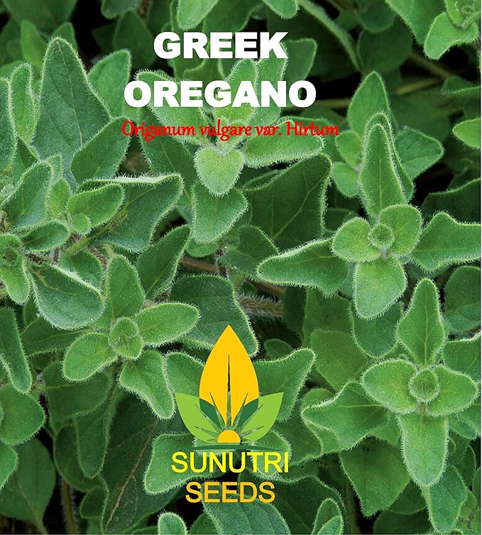 Oregano Seeds, 500+ Greek, Heirloom, Non GMO Seeds, Origanum vulgare VAR. Hirtum